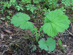 Geum macrophyllum