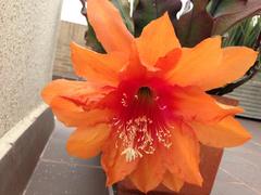 Disocactus ackermannii