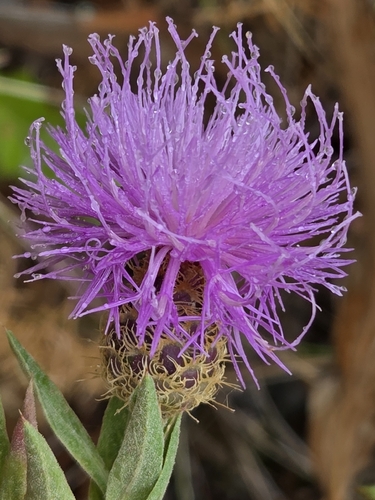 Cheirolophus sempervirens, photograph 3