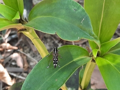 Glenea relicta