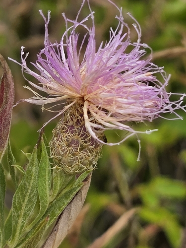 Cheirolophus sempervirens, photograph 4