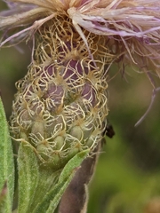 Cheirolophus sempervirens, photograph (c) David Pereira, some rights reserved (CC BY)