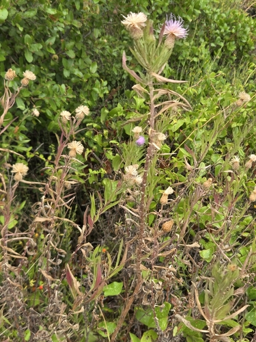 Cheirolophus sempervirens, photograph 6