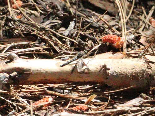 iNaturalist observation photo of Asilinae