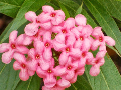 Arachnothryx leucophylla