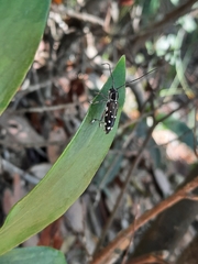 Glenea relicta