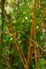 Aurantioporthe corni