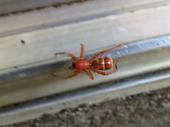 Castianeira trilineata