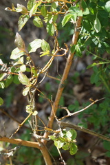 Aurantioporthe corni