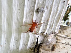 Castianeira trilineata