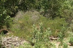 Acacia bivenosa