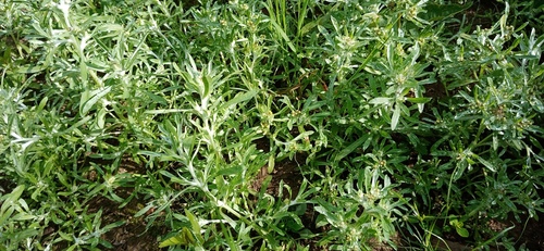 Наблюдение на iNaturalist