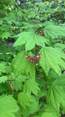 Acer circinatum