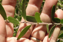 Acacia bivenosa