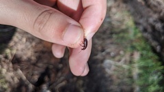 Pterostichus angustus