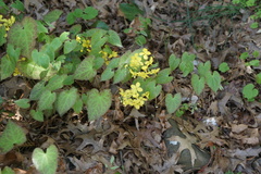 Epimedium × versicolor