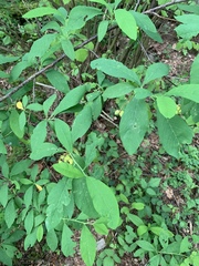 Oemleria cerasiformis