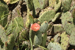 Opuntia × vaseyi