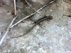 Saproscincus spectabilis