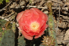 Opuntia × vaseyi