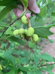 Oemleria cerasiformis