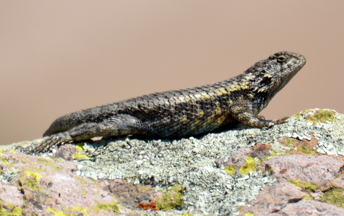 Eastern Spiny Lizard