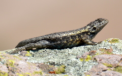 Sceloporus spinosus
