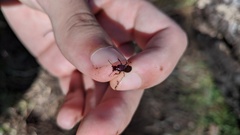 Pterostichus angustus