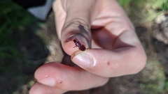 Pterostichus angustus