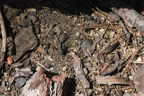 iNaturalist observation photo of Ants, Bees, Wasps, and Sawflies
