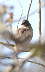 Toxostoma curvirostre