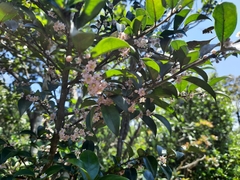 Ilex pubescens