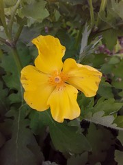 Stylophorum diphyllum