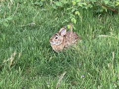 Sylvilagus floridanus