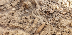 Blapstinus