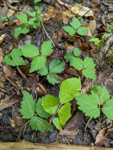 Cardamine diphylla