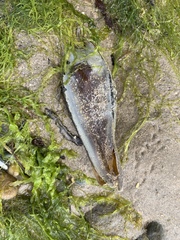 Scyliorhinus stellaris