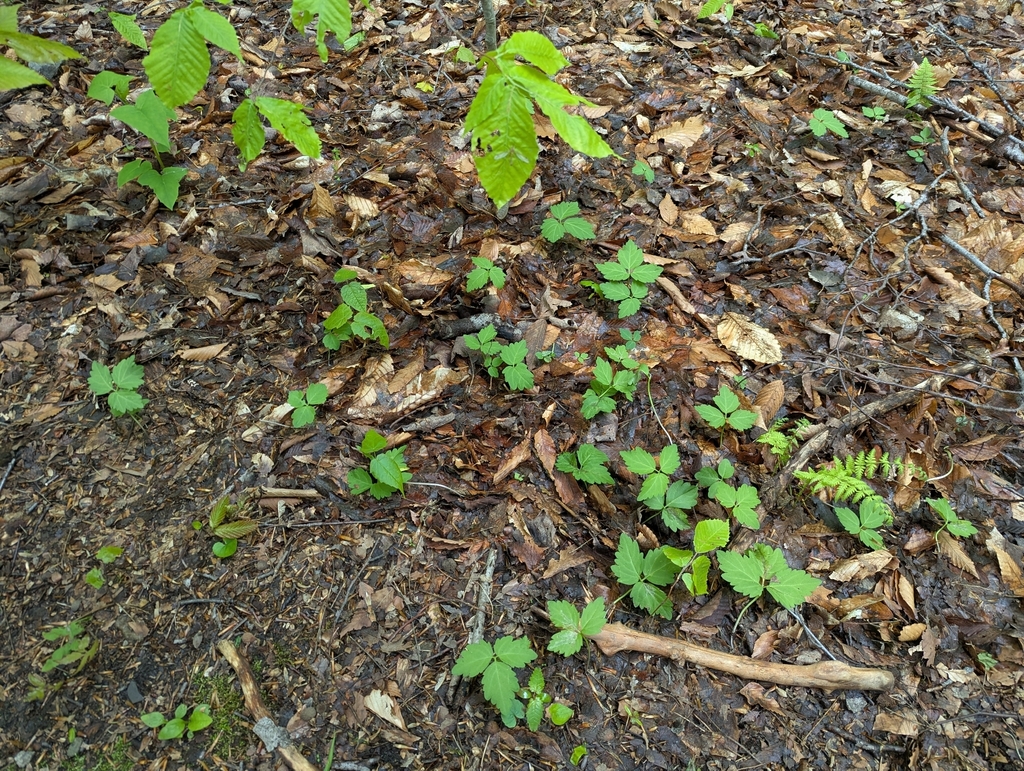 Cardamine diphylla; photograph (c) Loïc Mathieu, some rights reserved (CC BY)