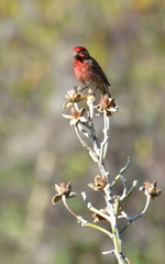 Haemorhous mexicanus