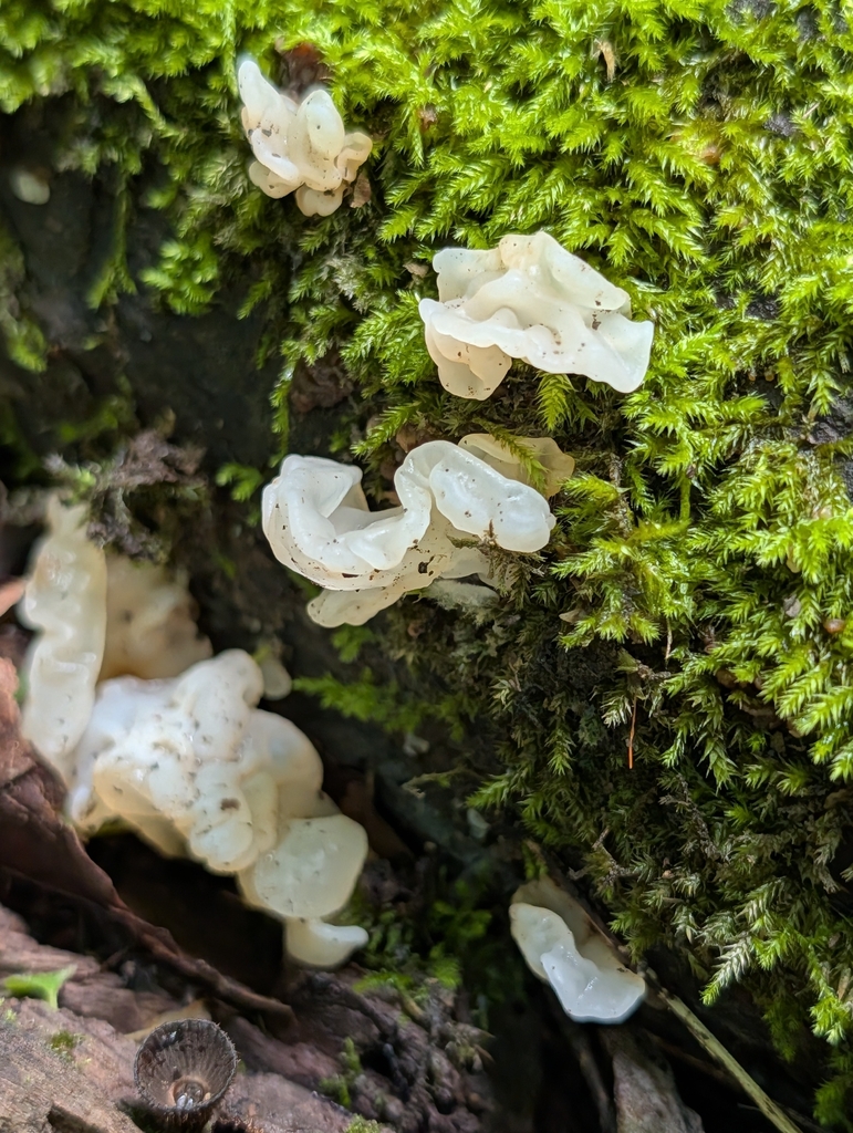white jelly fungus · August 2026 · photo: Photo: (c) Crystella, some rights reserved (CC BY) · iNaturalist