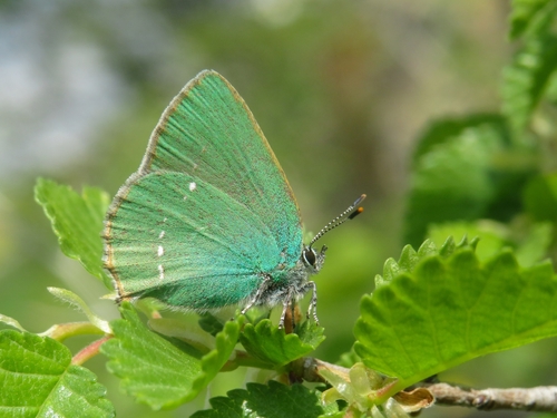 Green Hairstreak