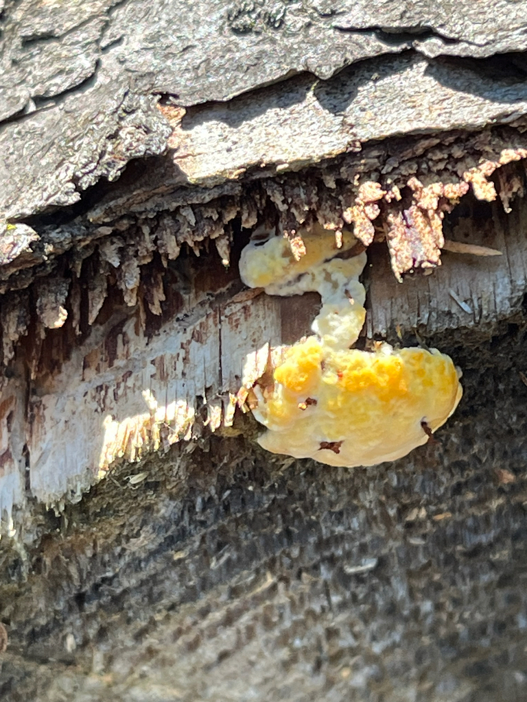 Phaeolus hispidoides · August 2026 · photo: Photo: (c) Andrew Sebastian, some rights reserved (CC BY) · iNaturalist