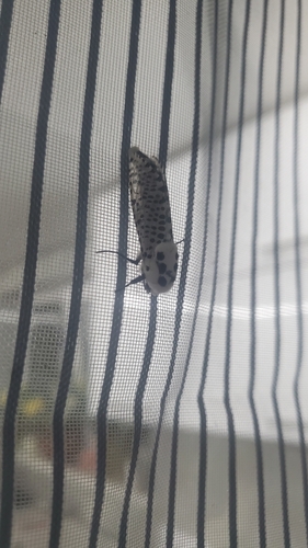 Wood Leopard Moth