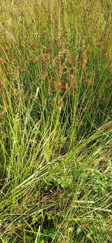 Наблюдение на iNaturalist