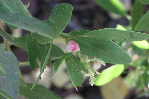 iNaturalist observation photo of Insects