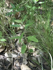 Monardella hypoleuca hypoleuca