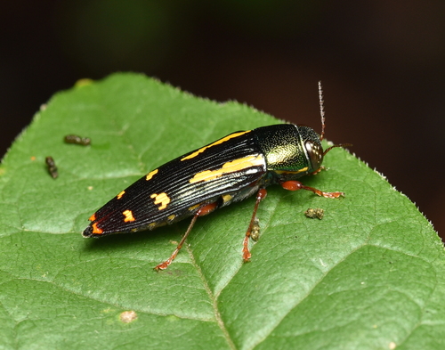 Red-legged Buprestis Beetle photo 6