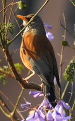 Turdus rufopalliatus