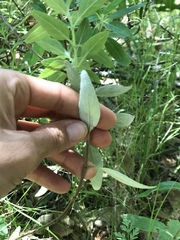 Monardella hypoleuca hypoleuca
