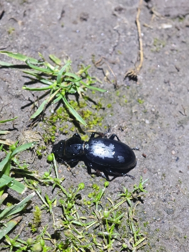 Broscus cephalotes